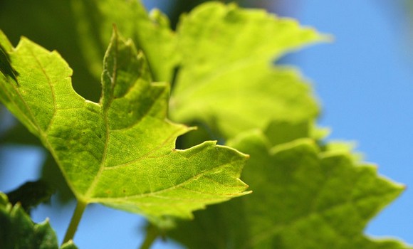 collio580 2