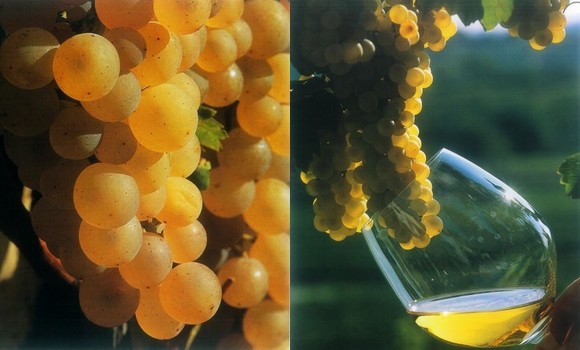 collio uvabianca580