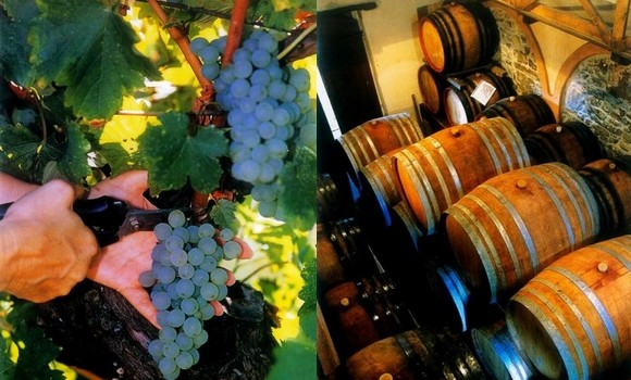 collio uvanera580