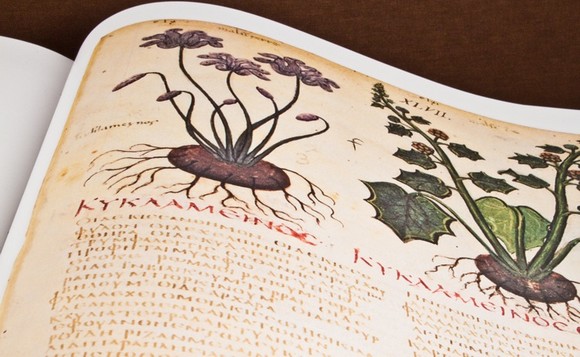 dioscoride580