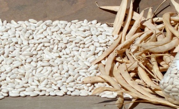 fagioli-di-sorana igp580