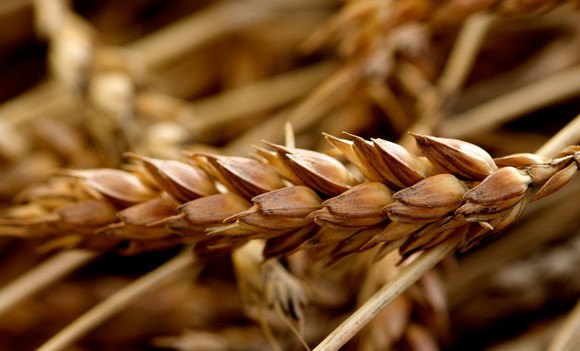 farro garfagnana igp580c