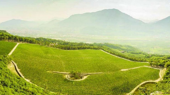 ferrari trento vendemmia 23 casagrande 01 570