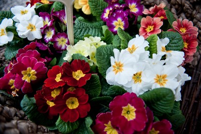 festa fiori400