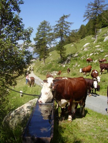 fontina dop mucche350