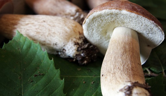 funghi porcini580