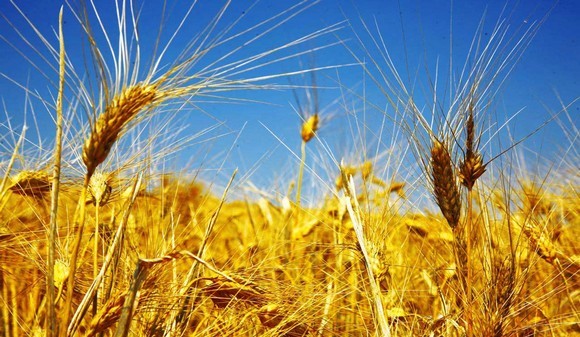 grano pagnotta dittaino580