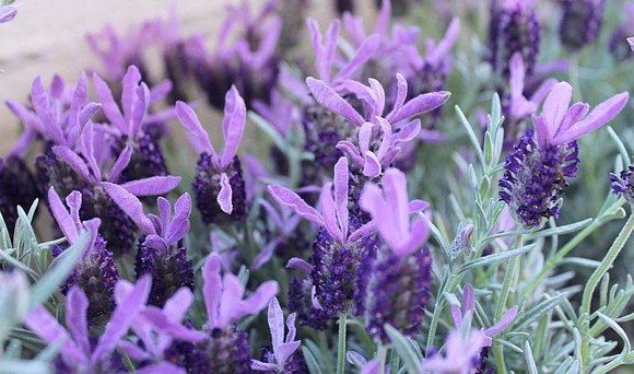 lavanda580