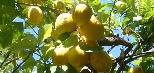 limone590