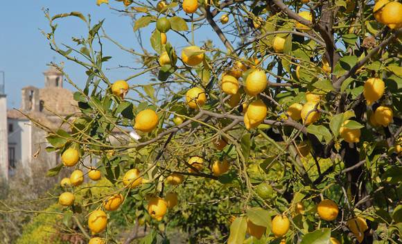 limone femminello gargano580