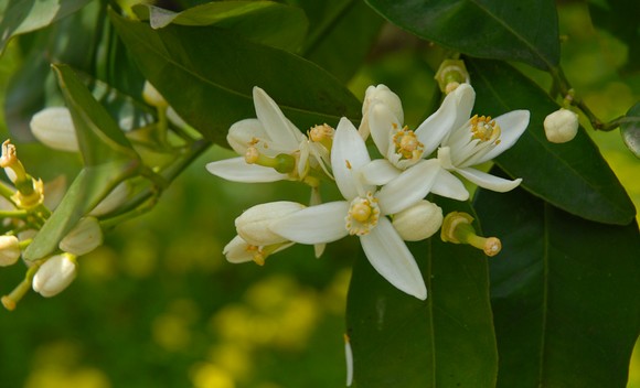 limone femminello gargano fiore580