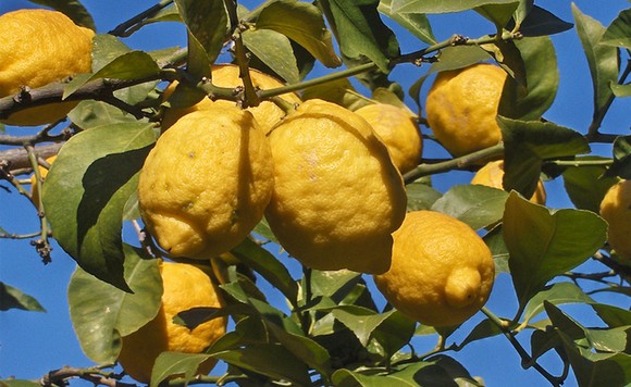 limone femminello gargano igp