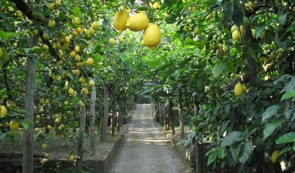 limone sorrento580