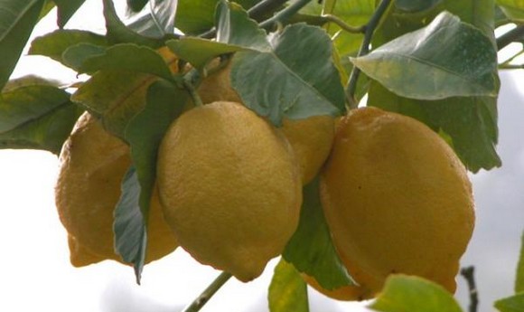 limone sorrento580 a