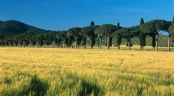 maremma580