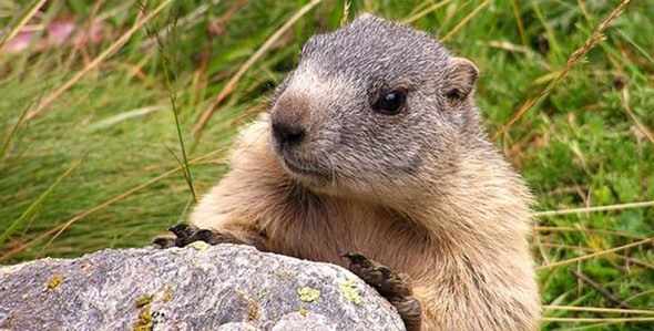 marmotta-590
