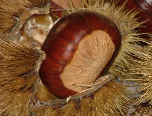 marroni400