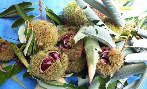 marroni monfenera580
