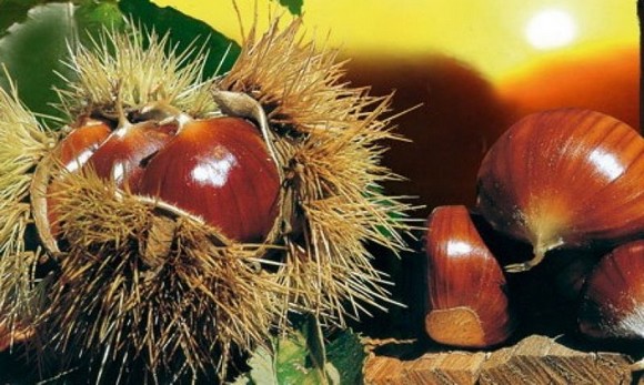 marroni monfenera580c