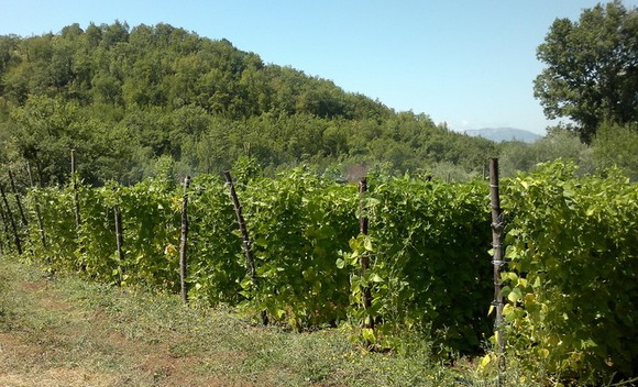 melanzana rossa di rotonda dop580
