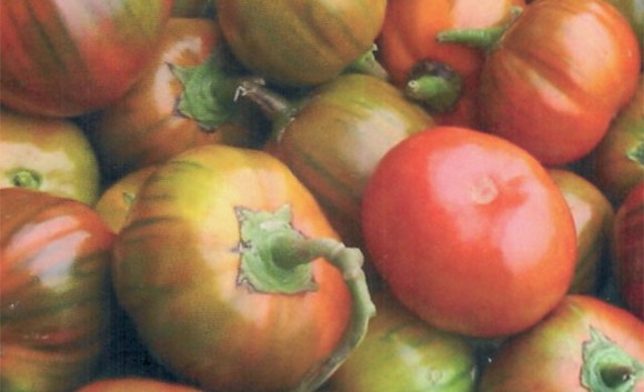 melanzana rossa di rotonda dop580a