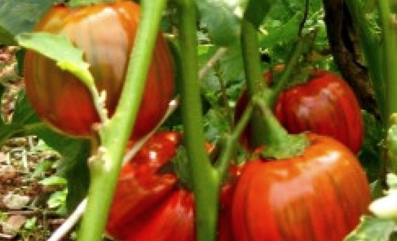 melanzana rossa di rotonda dop 1