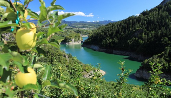 mele autunno val di non580