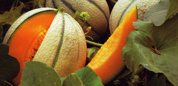 melone mantovano