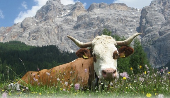 mucca-prato-alta-badi580