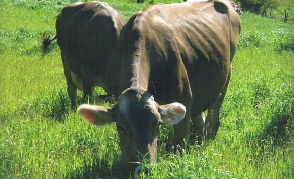 mucca cacio 580a
