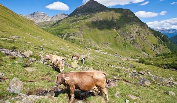 mucche vacche al pascolo580