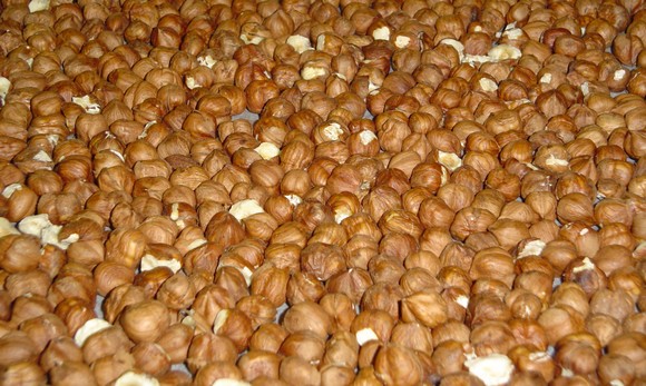 nocciola giffoni sbucciate580
