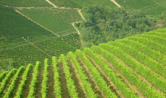 nocciola piemonte igp langhe