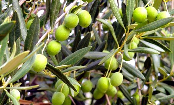 olio 580