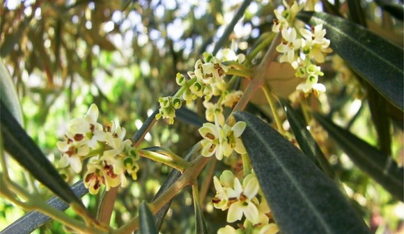olio belice580c