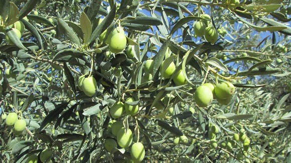 olio lametia580 quinquies