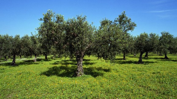 olio lametia580bis