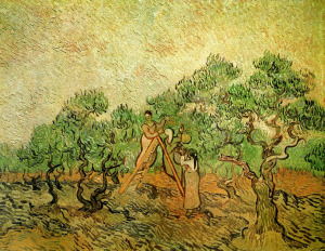 olive-picking-