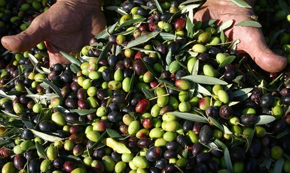 olive580