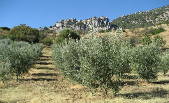 oliveti arcaverde maria grazia barone