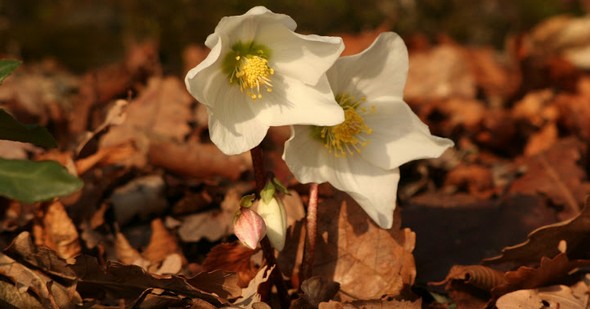 parco monte barro flora