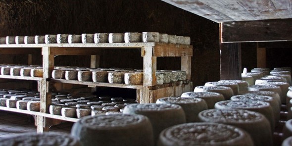 pecorino grotta590