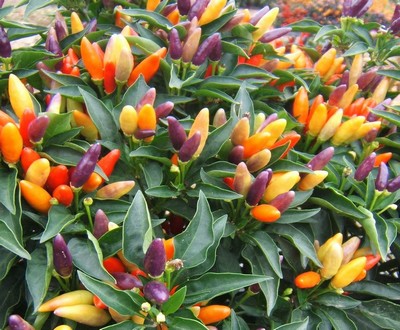 peperoncino 17
