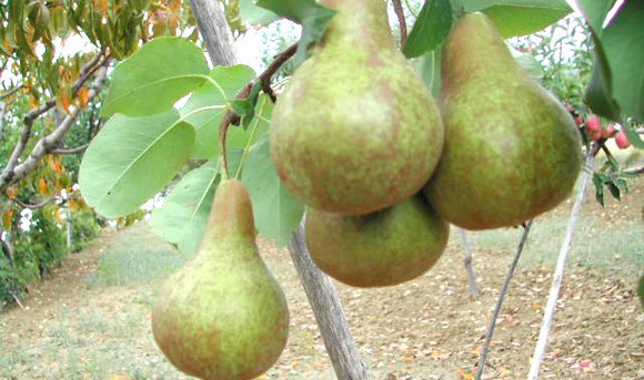 pera albero 580