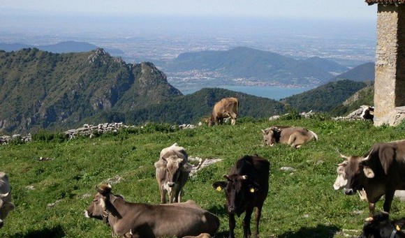 phoca thumb l nmalga stalletti bassi