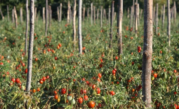 pomodorini piennolo vesuvio dop580