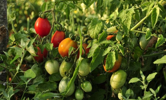 pomodorini piennolo vesuvio dop580c