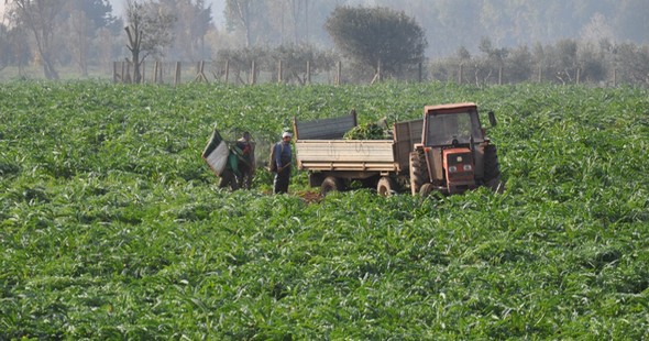 raccolta carciofo590