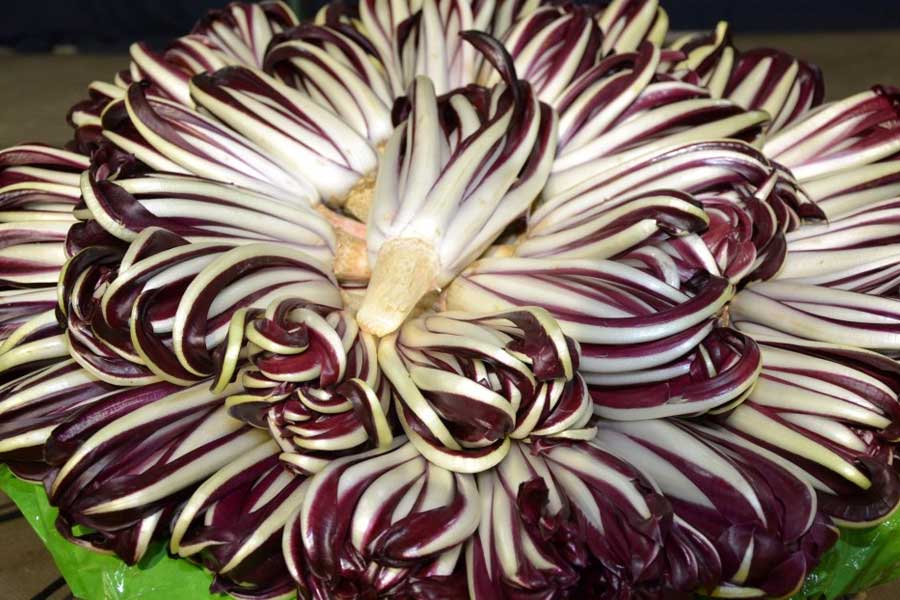 radicchio rosso