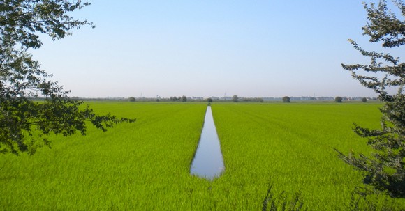risaia verde riso delta po580